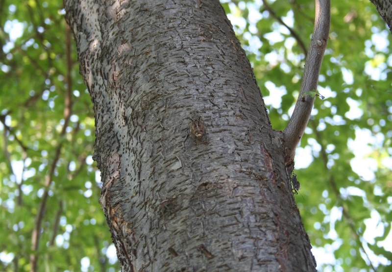 A Cicada calling on a tree trunk